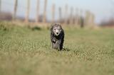 BEDLINGTON TERRIER 197